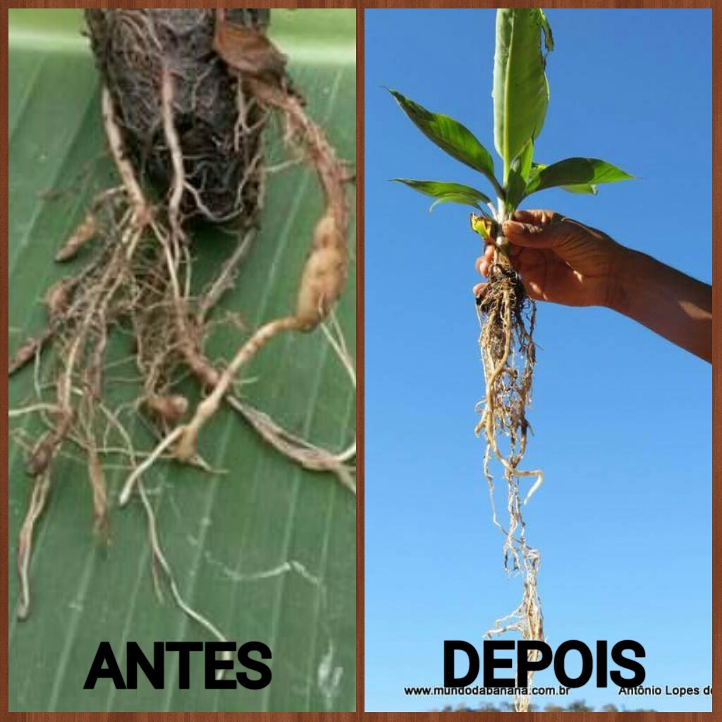 ANTES raíces infestadas con nematodos, y luego con nematodos controlados 